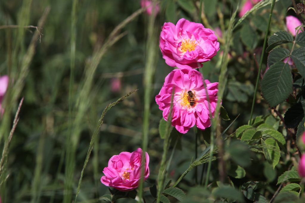 bees on rose flower for rosewater