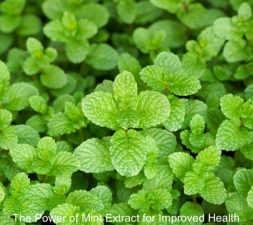 The Power of Mint Extract for Improved Health