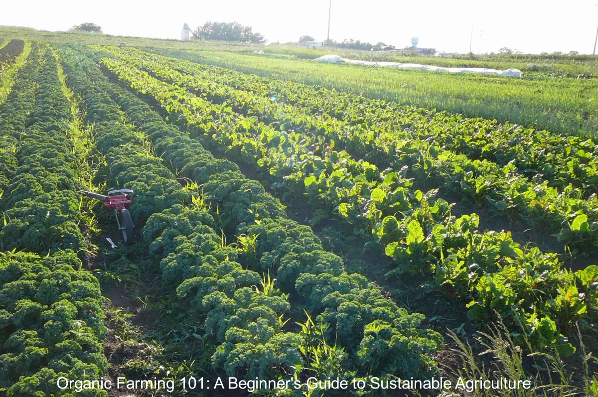 Organic Farming 101: A Beginner's Guide to Sustainable Agriculture
