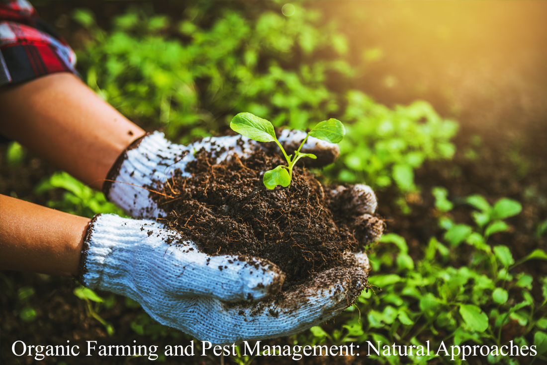 Organic Farming and Pest Management: Natural Approaches