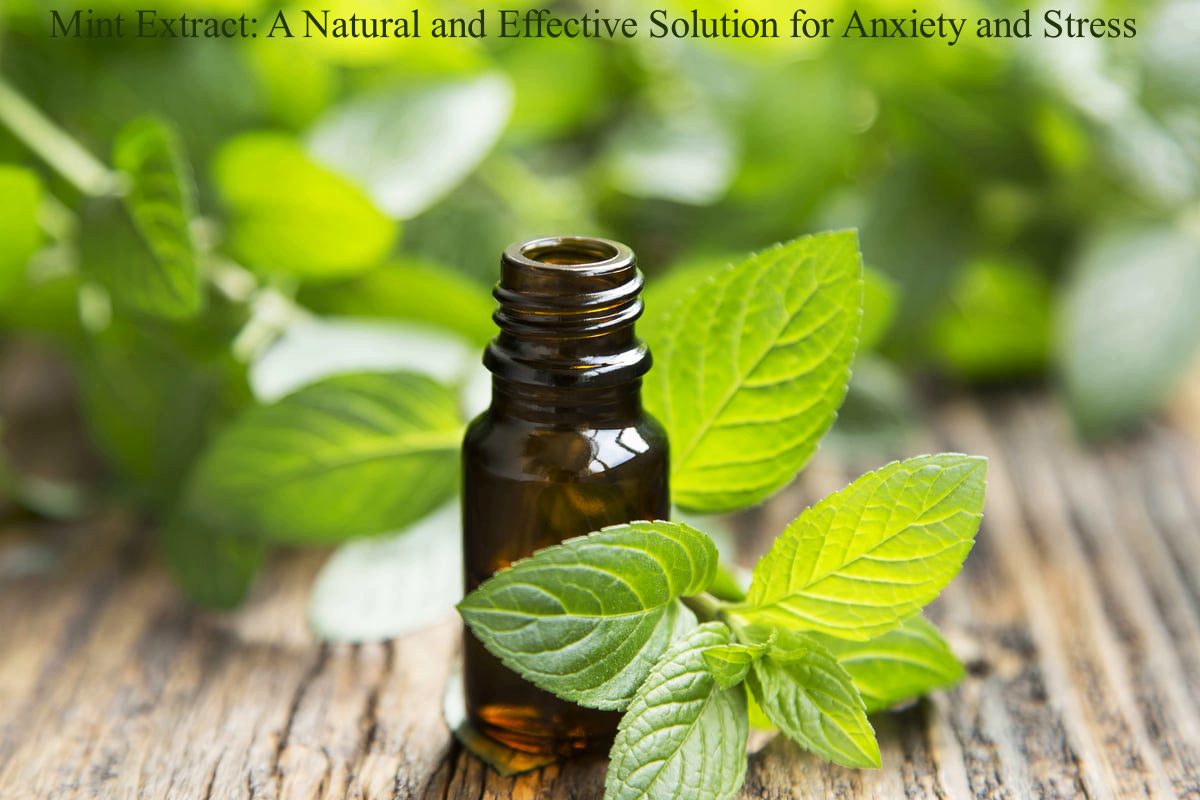 Mint Extract: A Natural and Effective Solution for Anxiety and Stress