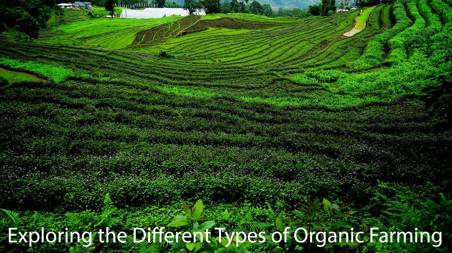 Exploring the Different Types of Organic Farming