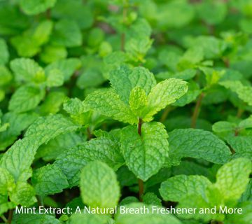Mint Extract A Natural Breath Freshener and More