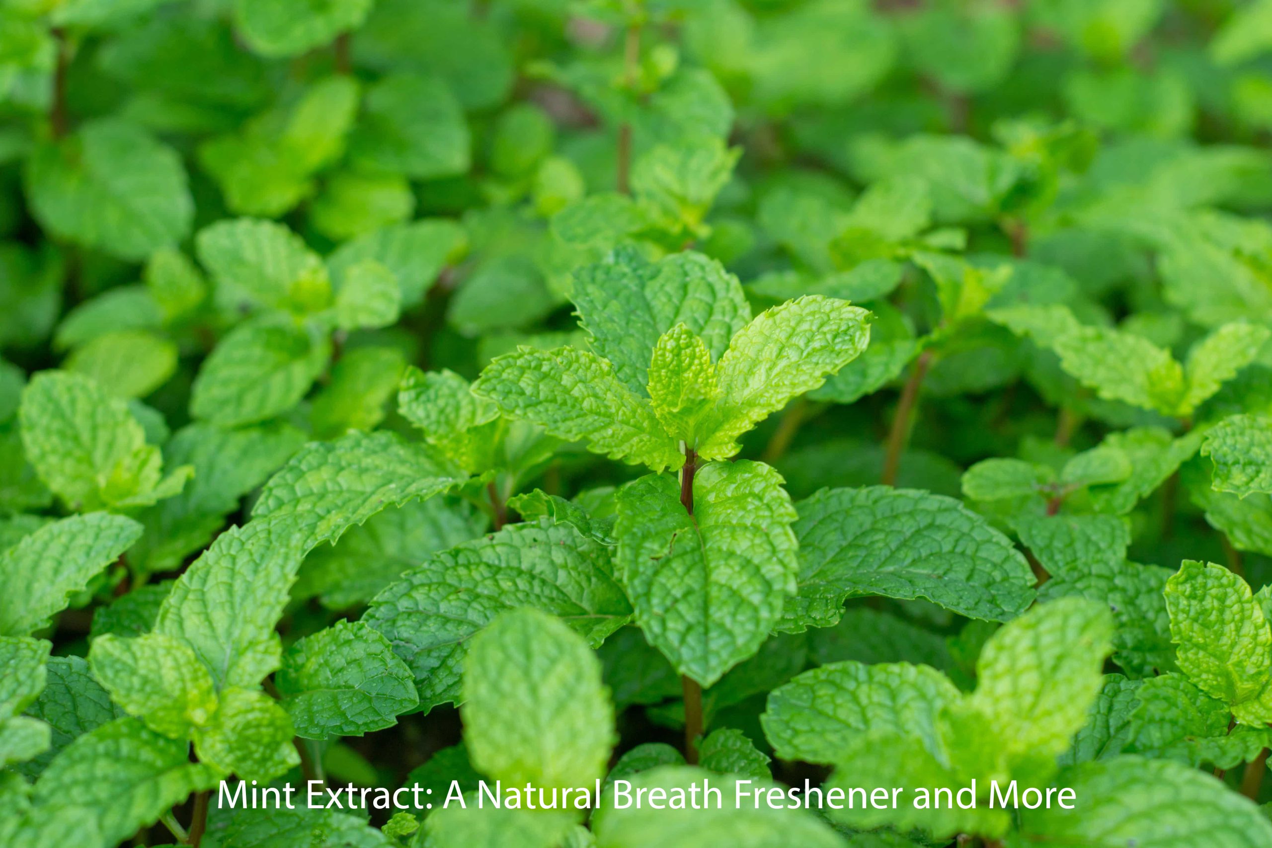 Mint Extract A Natural Breath Freshener and More