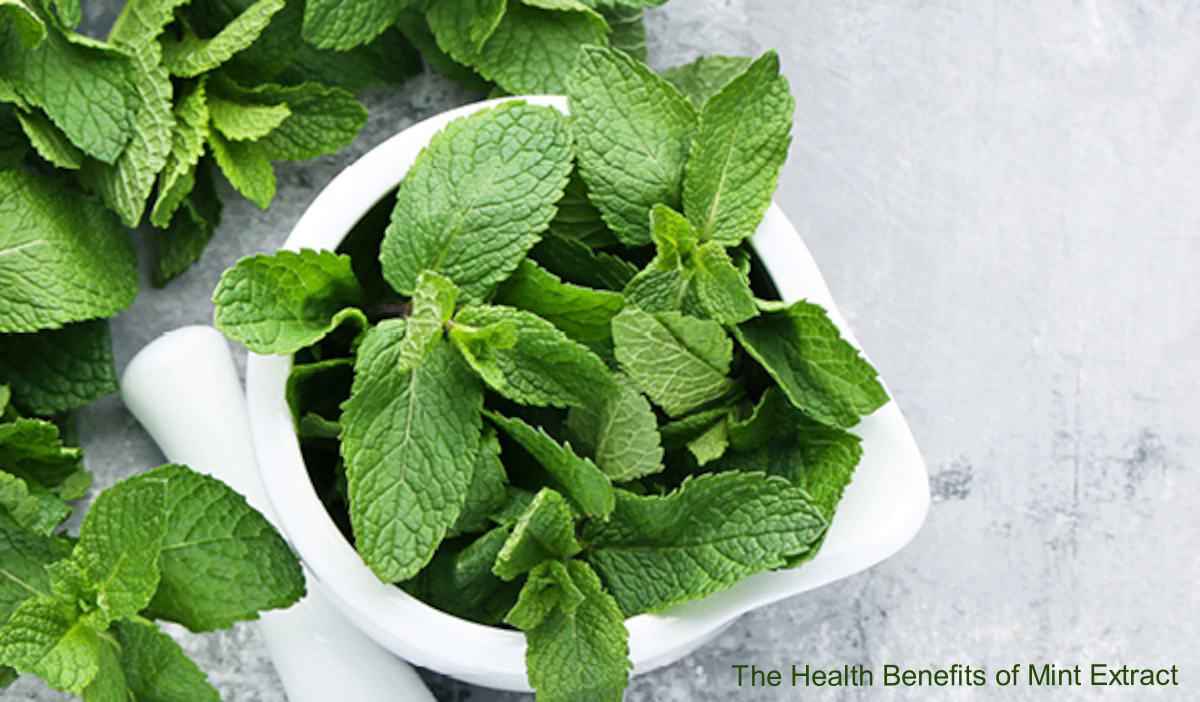 The Health Benefits of Mint Extract