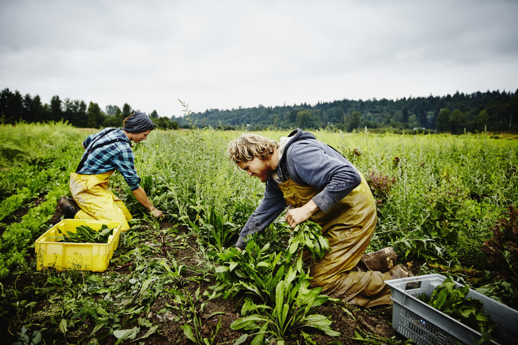 community supported agriculture