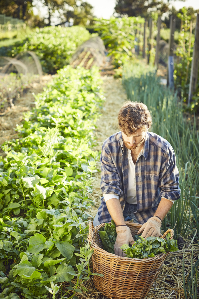 certified organic farming