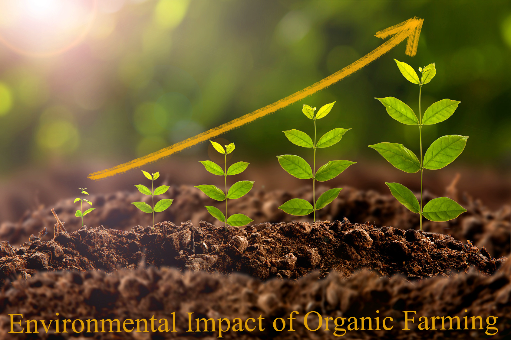 Environmental Impact of Organic Farming