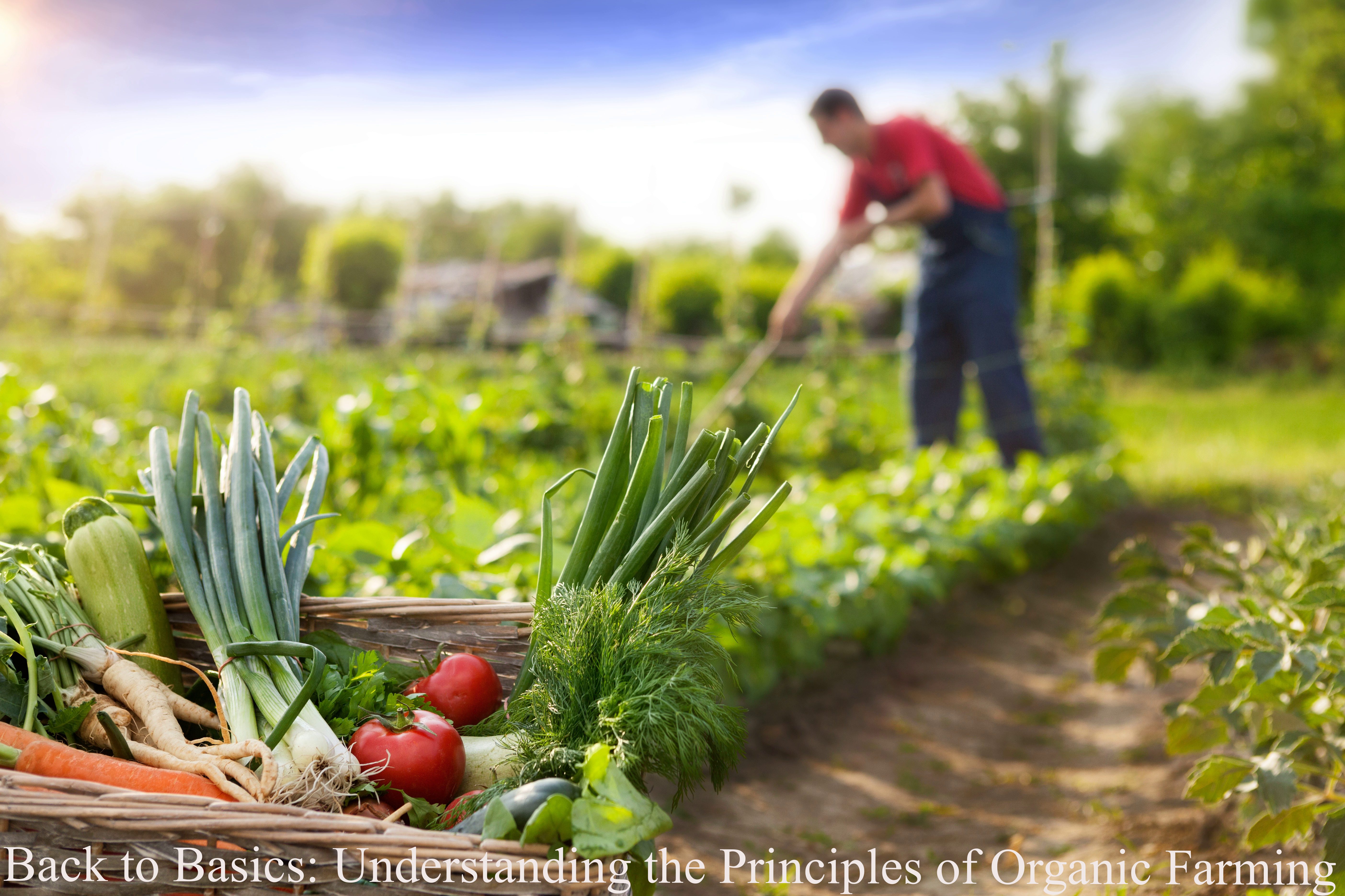 Principles of Organic Farming