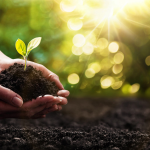 The History of Organic Farming: A Look Back in Time