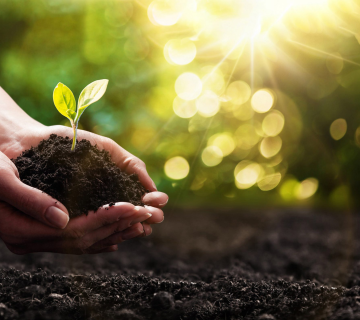 The History of Organic Farming: A Look Back in Time