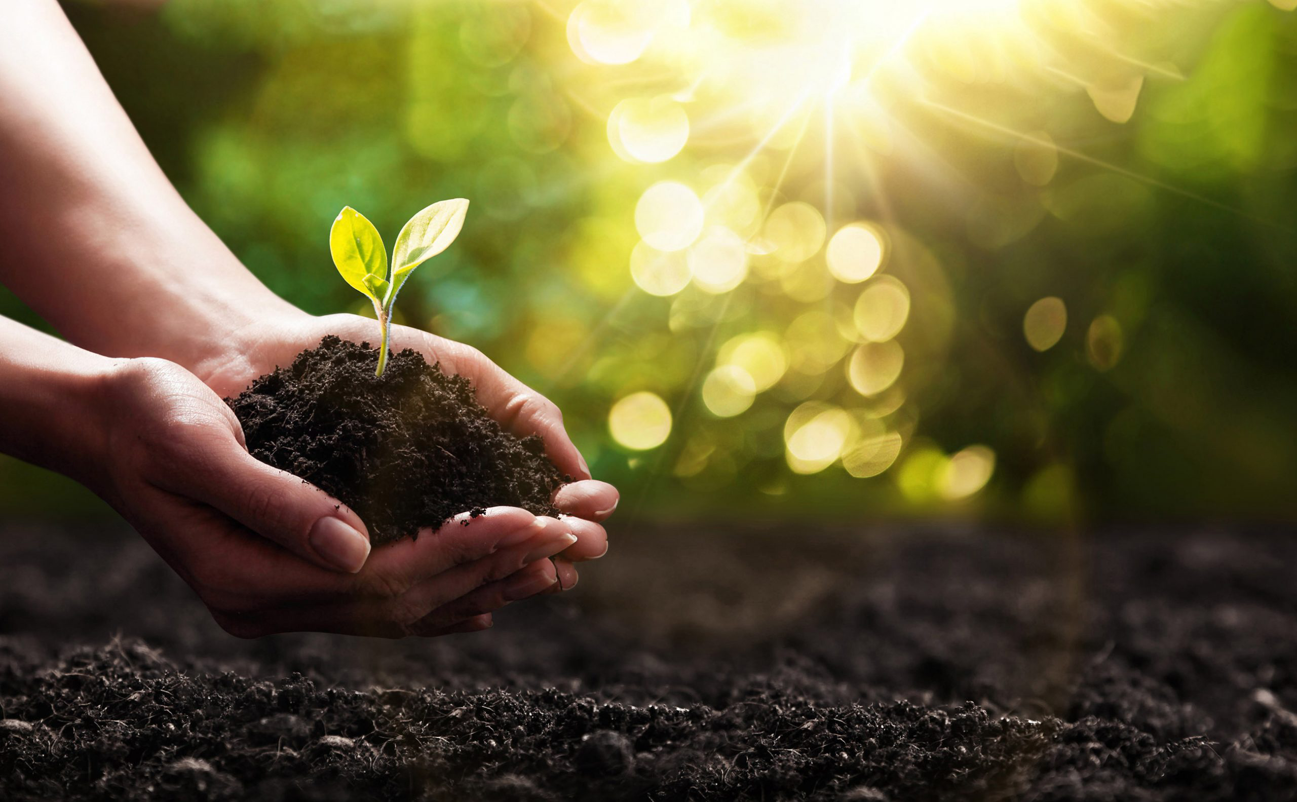 The History of Organic Farming: A Look Back in Time