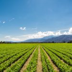 Organic Farming and Water Conservation: Sustainable Practices for a Precious Resource