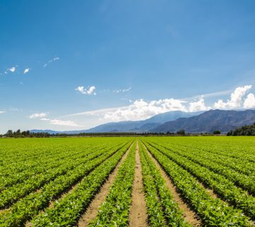 Organic Farming and Water Conservation: Sustainable Practices for a Precious Resource