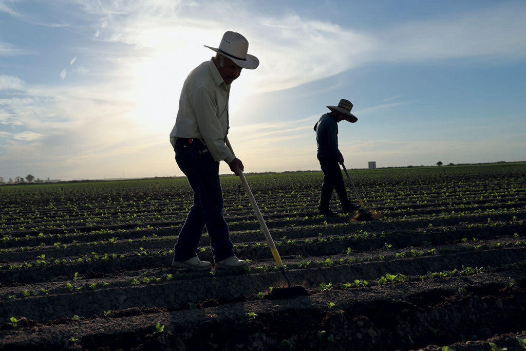 labor-intensive farming