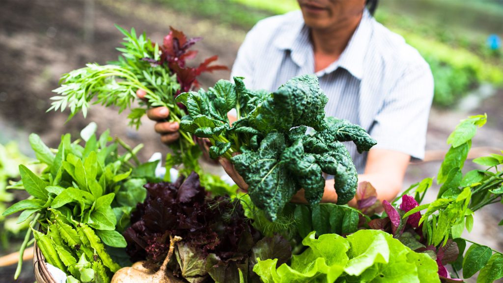 organic farming