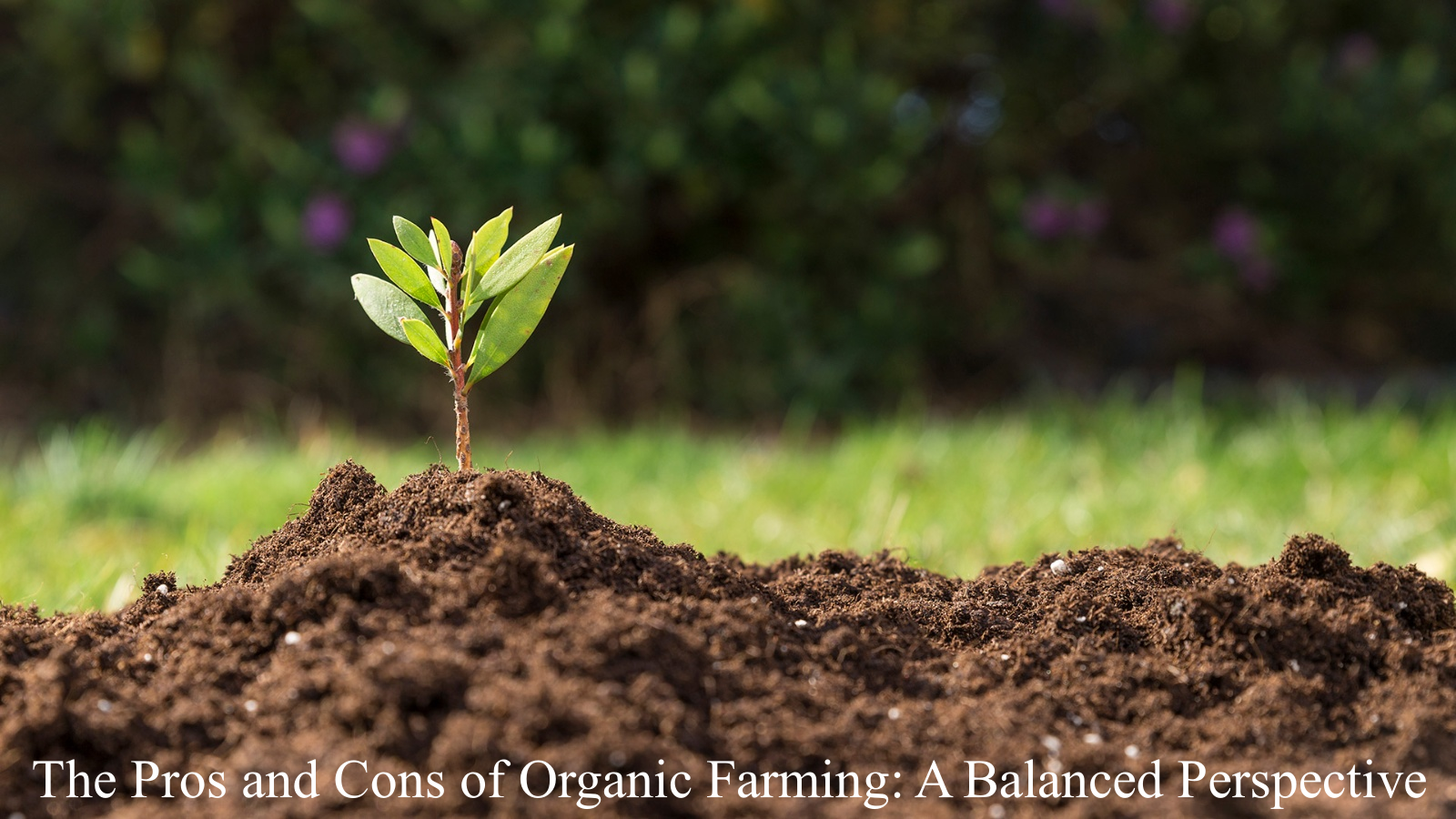 pros and cons of organic farming